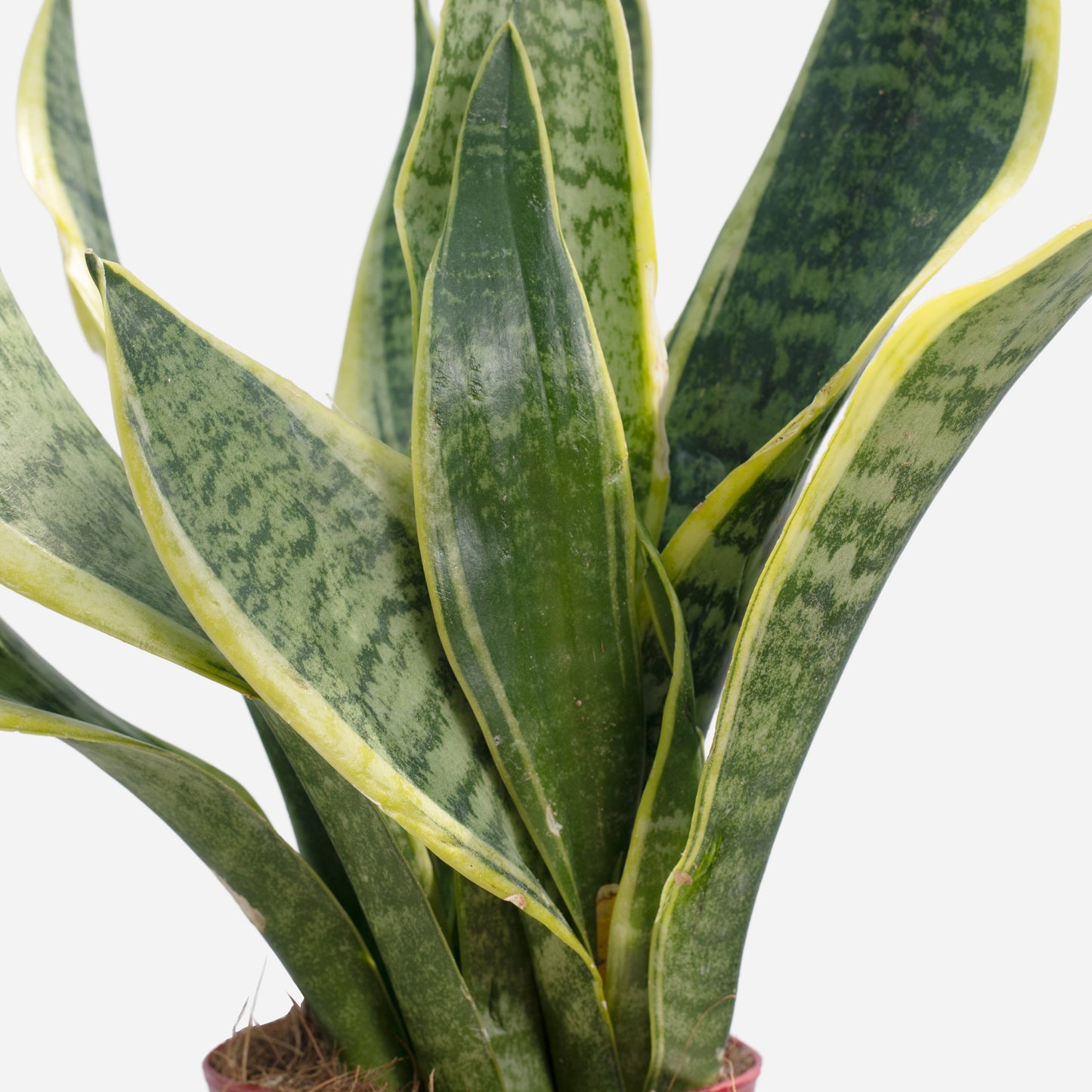 Snake Plant (Sansevieria trifasciata 'Laurentii')