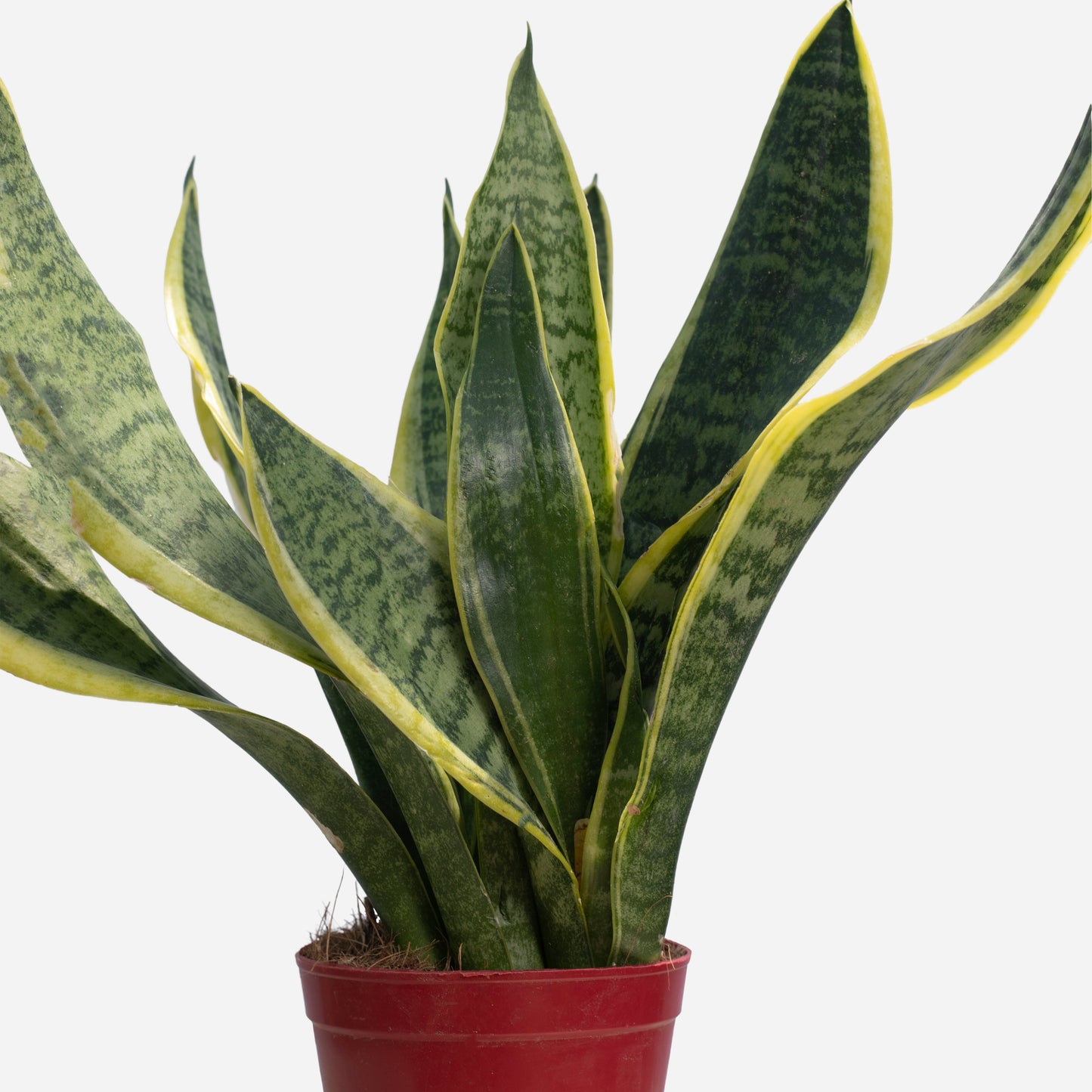 Snake Plant (Sansevieria trifasciata 'Laurentii')