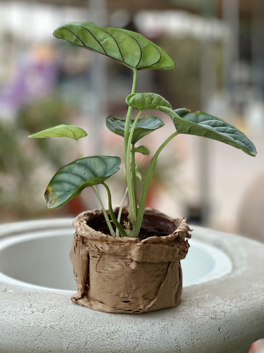 Alocasia (Alocasia amazonica)