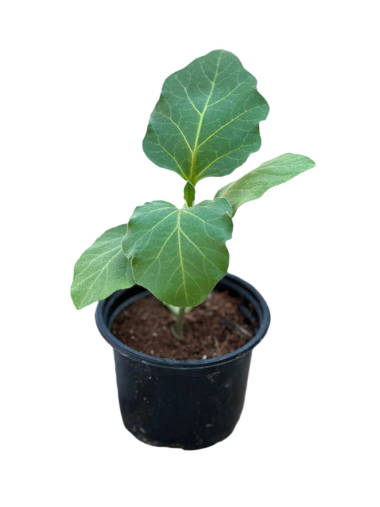 Eggplant (Solanum melongena)