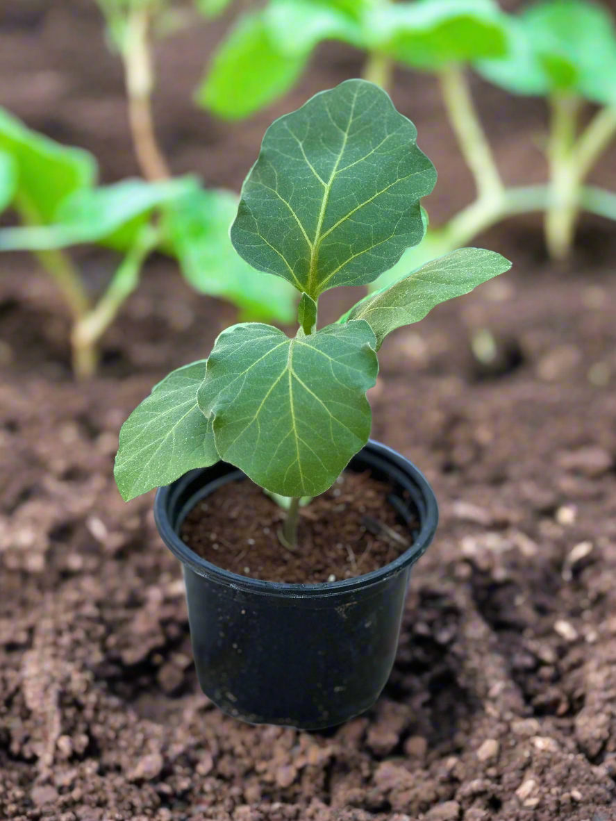 Eggplant (Solanum melongena)