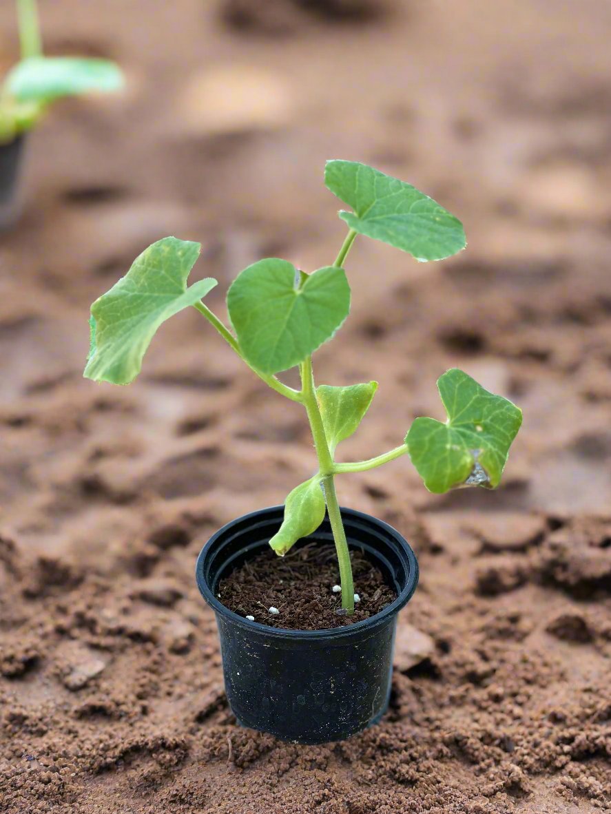 Cucumber Plant (Cucumis sativus)