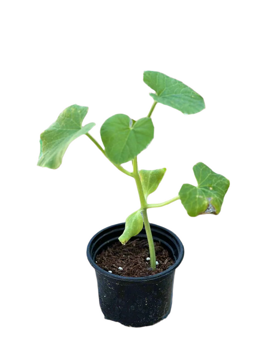 Cucumber Plant (Cucumis sativus)