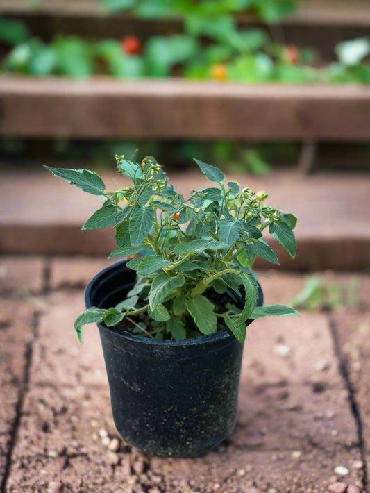 Cherry Tomato (Solanum lycopersicum var. cerasiforme)