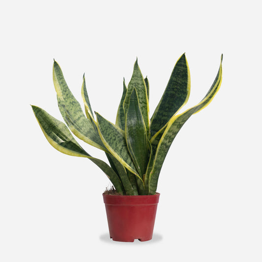 Snake Plant (Sansevieria trifasciata 'Laurentii')