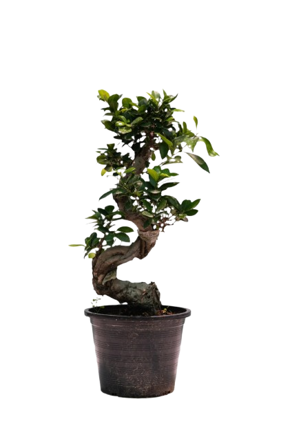 Ficus BONSAYI (Ficus retusa)