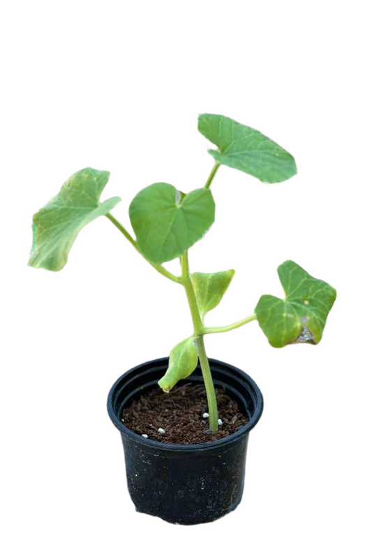 Cucumber Plant (Cucumis sativus)