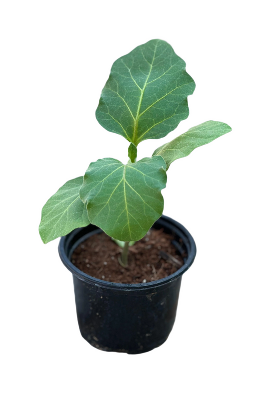 Eggplant (Solanum melongena)