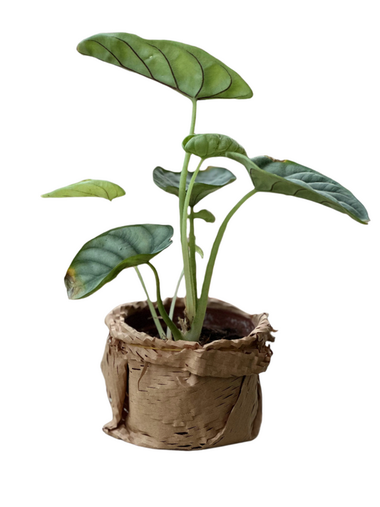Alocasia (Alocasia amazonica)