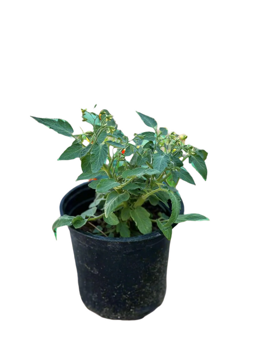 Cherry Tomato (Solanum lycopersicum var. cerasiforme)