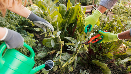 Garden Maintenance