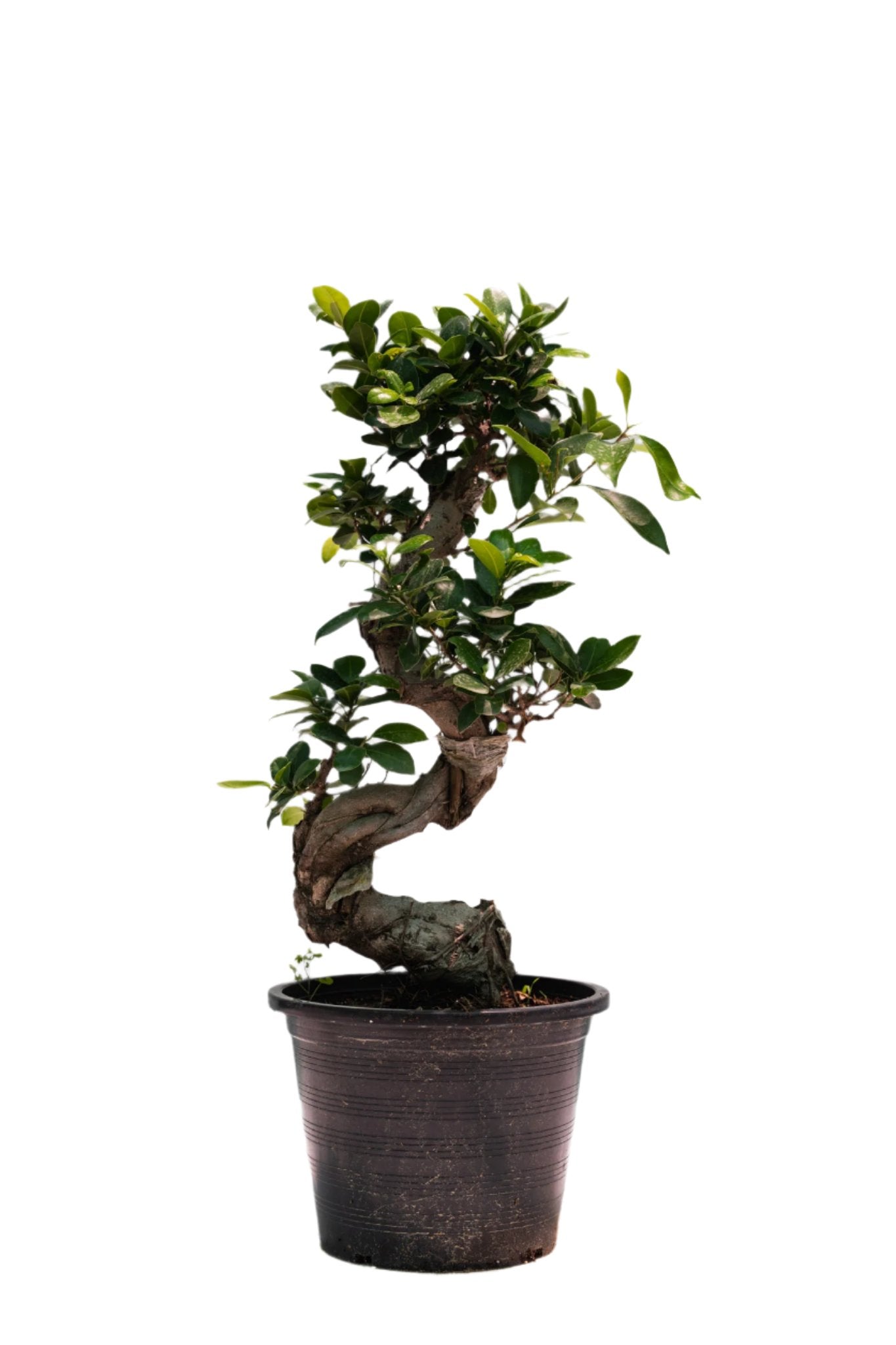 Ficus BONSAYI (Ficus retusa)