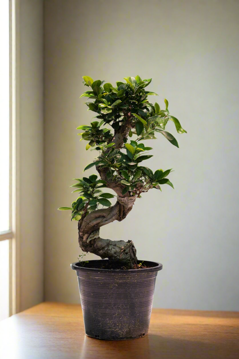 Ficus BONSAYI (Ficus retusa)