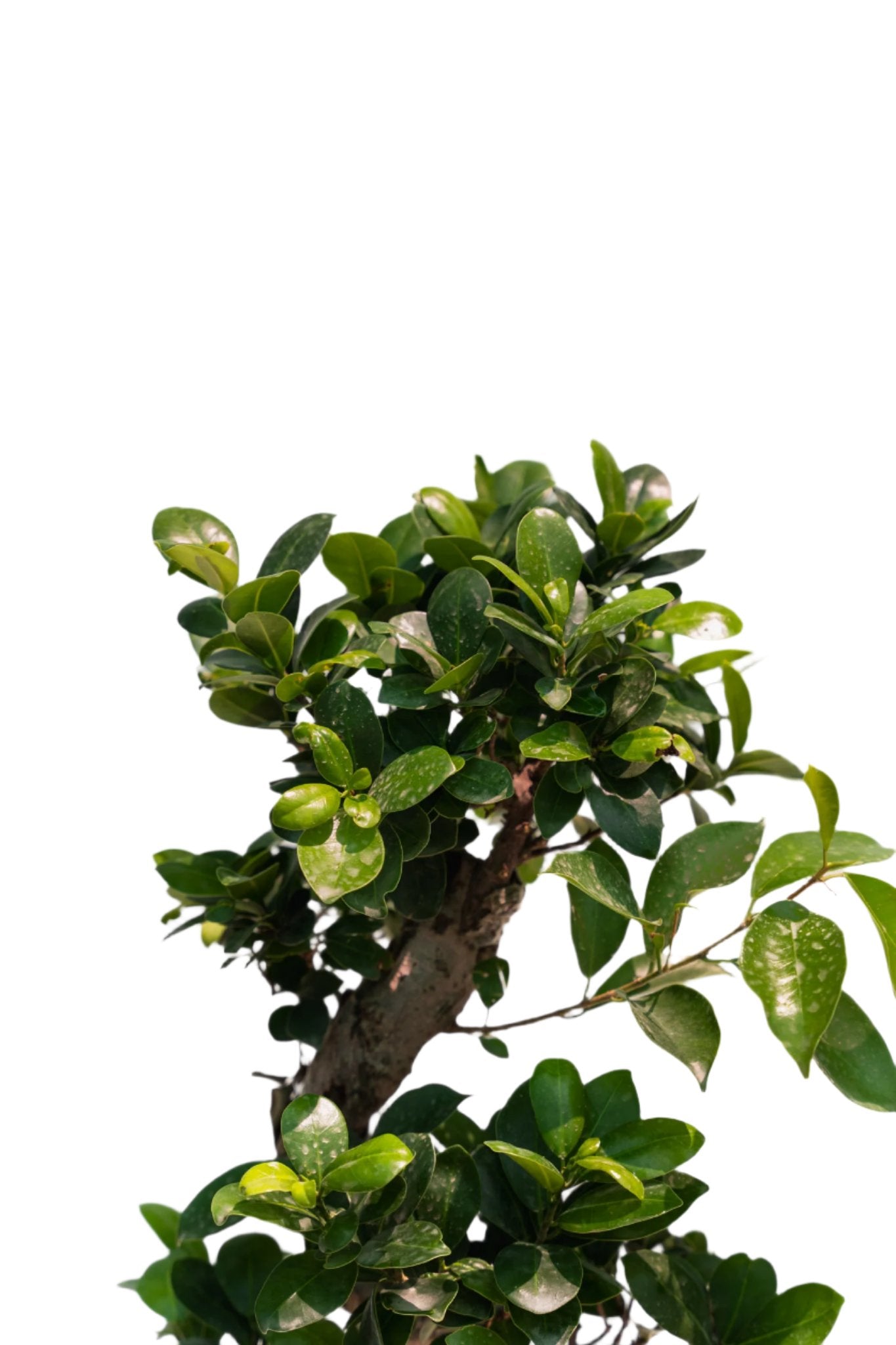 Ficus BONSAYI (Ficus retusa)