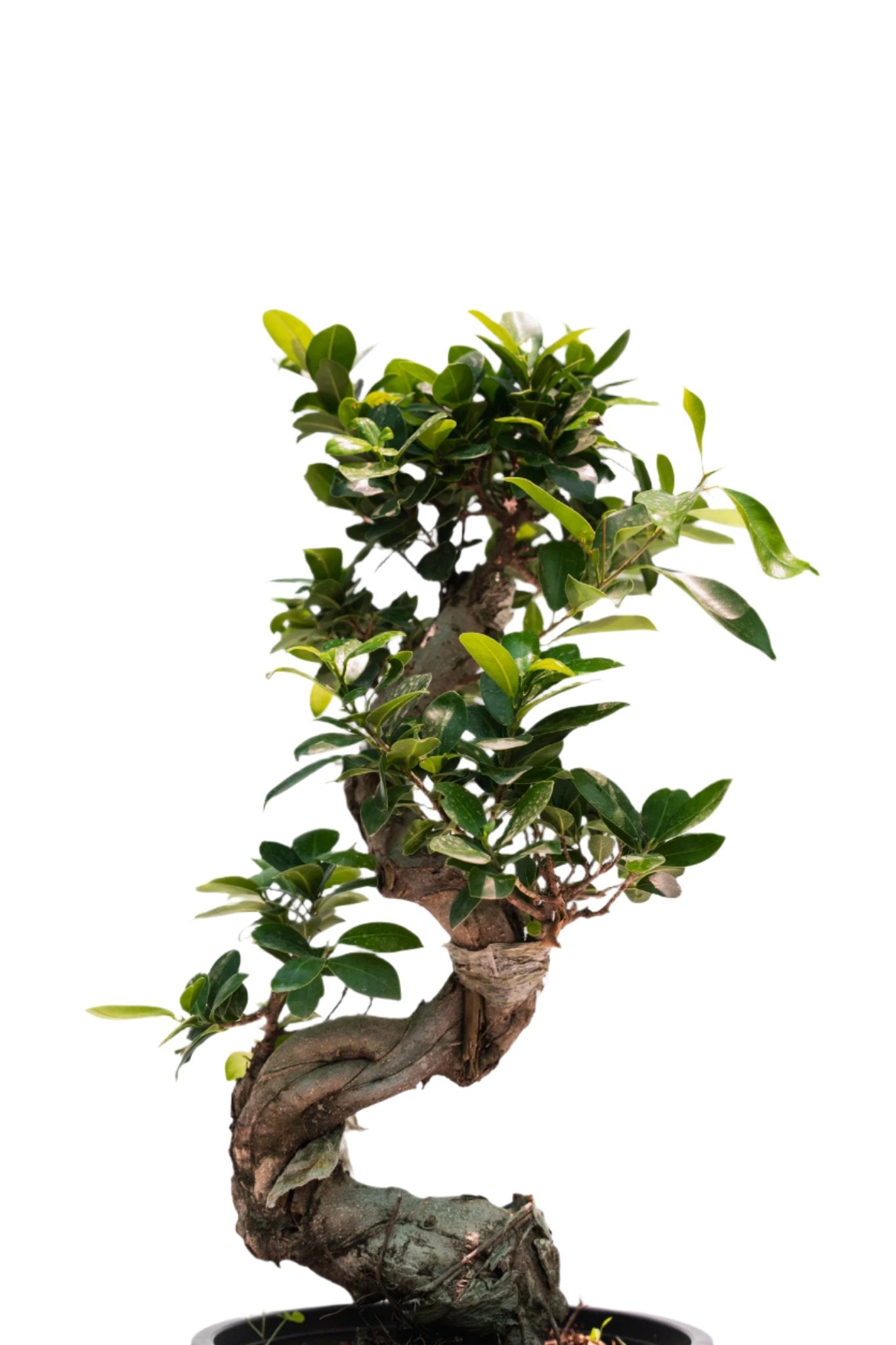 Ficus BONSAYI (Ficus retusa)